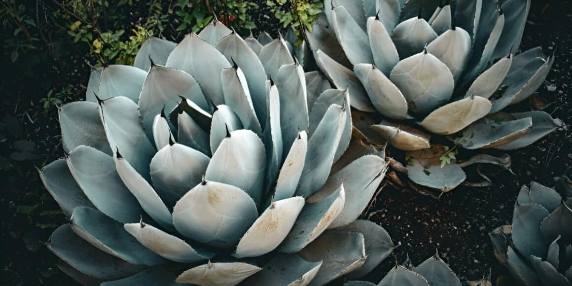 Exploring the Fascination with Popular North American Succulents
