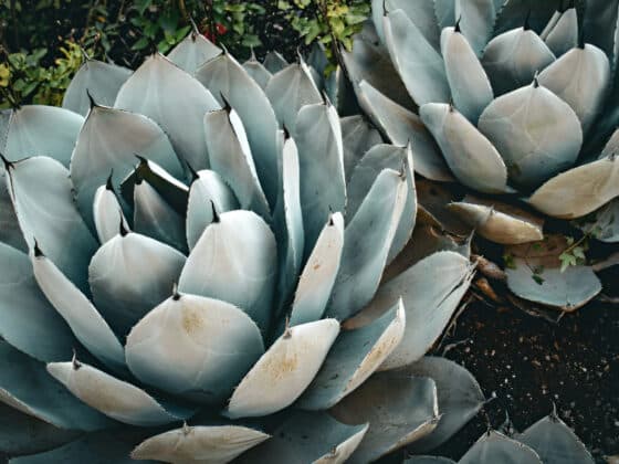 Exploring the Fascination with Popular North American Succulents