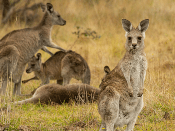 Discover Places to Visit in Canberra, Australia