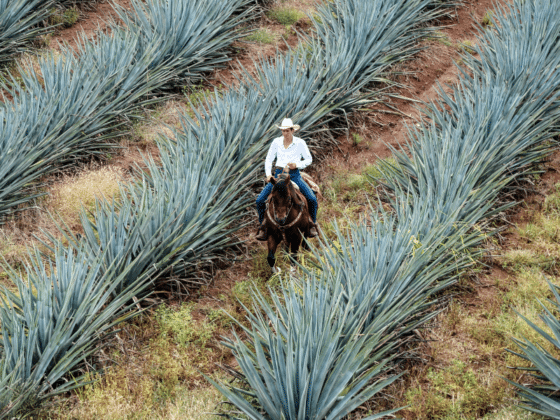 Tequila Tales YouTube Channel Keeps Pulse on Agave News