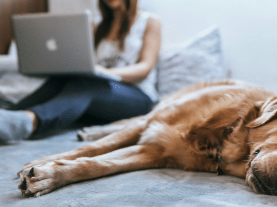 Pet Health Concerns for Miami Pet Owners