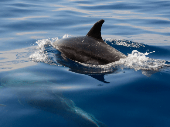 Discover the Ideal Dolphin Tours in Sarasota Your Ultimate Guide