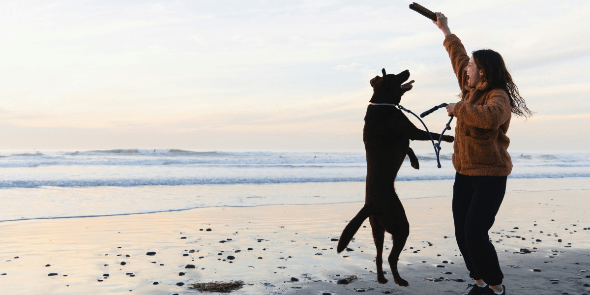 Ways to Strengthen the Bond with Your Dog Through Activities