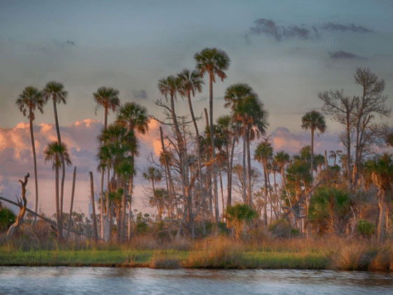 Doreen McGunagle: Capturing the Poetry of Nature through Fine Art Photography