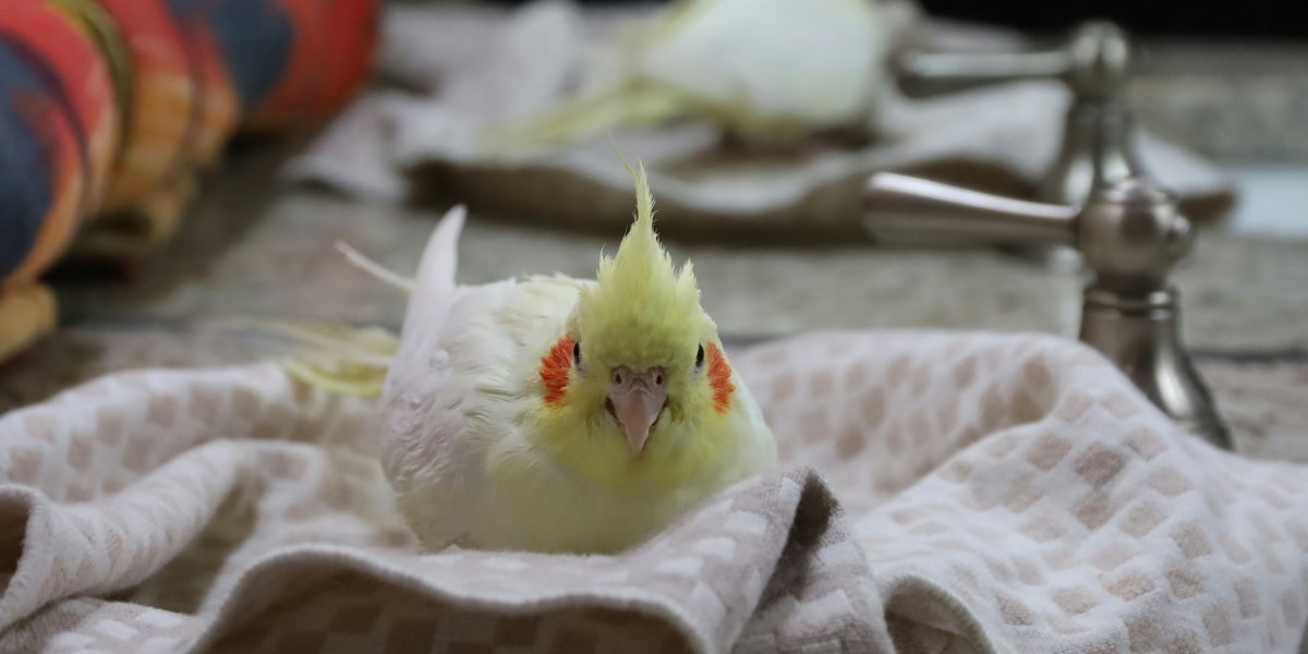 Creating the Premier Cockatiel Habitat: Expert Tips