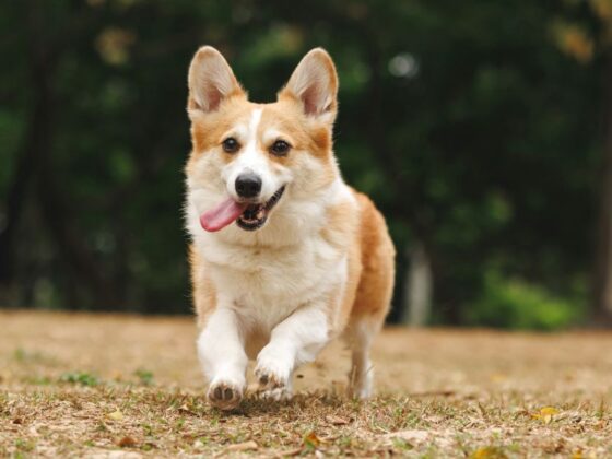 How to Know When Your Pet Needs Urgent Care in Miami