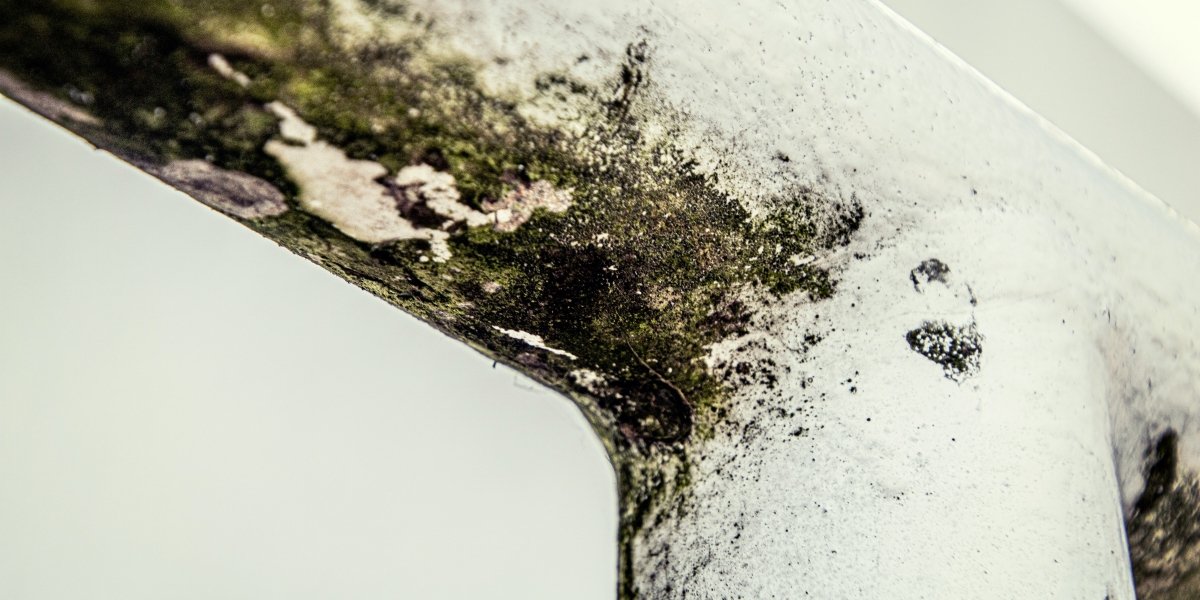 7 Signs of Mold in West Palm Beach Homes and What to Do About It