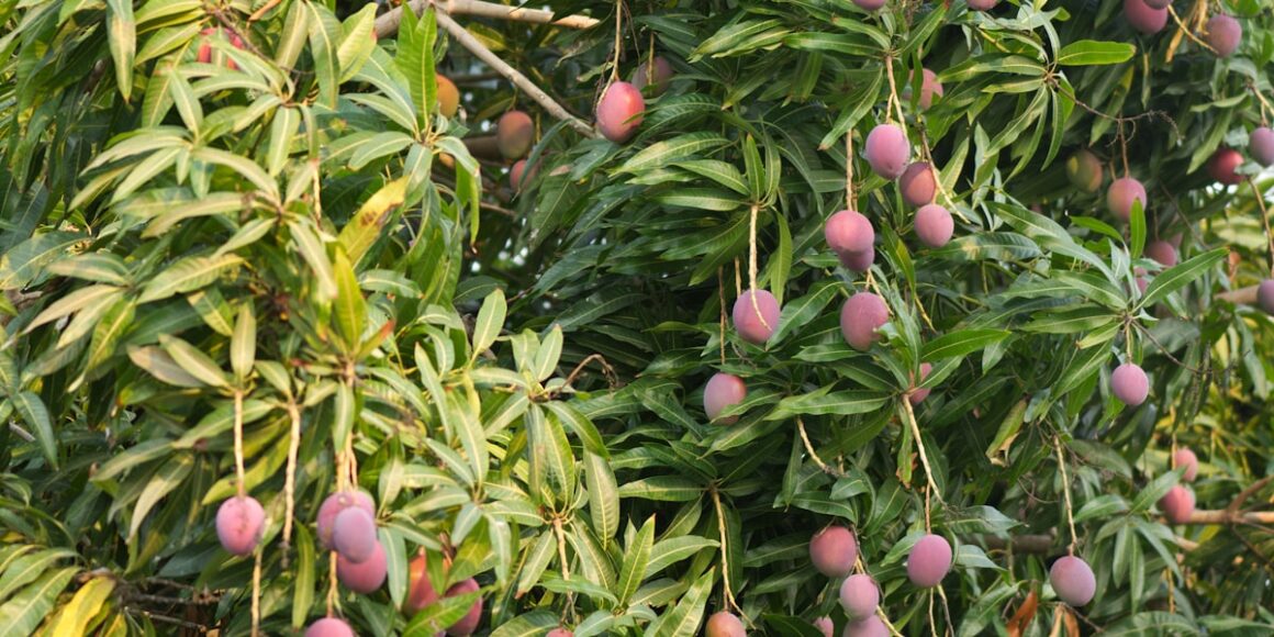 The Redland: Miami's Working Agricultural Belt and Why It's Still Disappearing