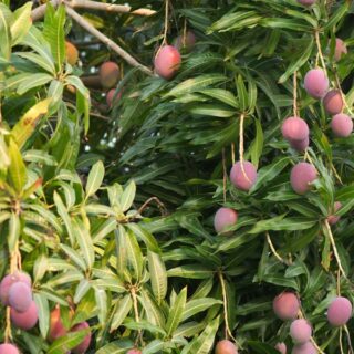 The Redland: Miami's Working Agricultural Belt and Why It's Still Disappearing