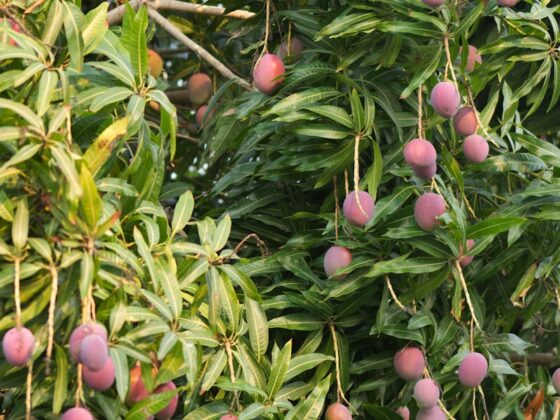 The Redland: Miami's Working Agricultural Belt and Why It's Still Disappearing