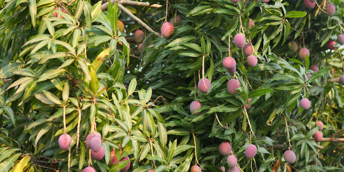 The Redland: Miami's Working Agricultural Belt and Why It's Still Disappearing