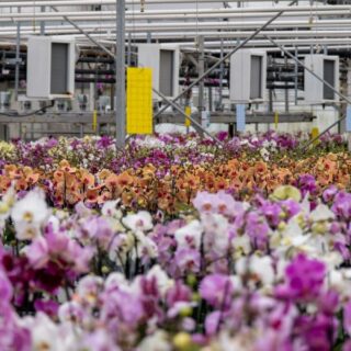 Orchids in October