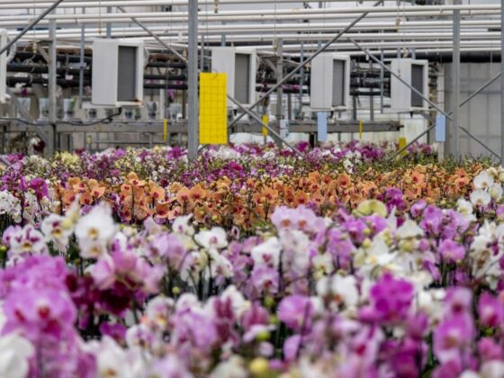 Orchids in October