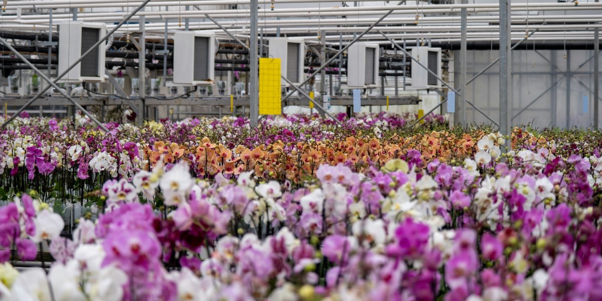 Orchids in October